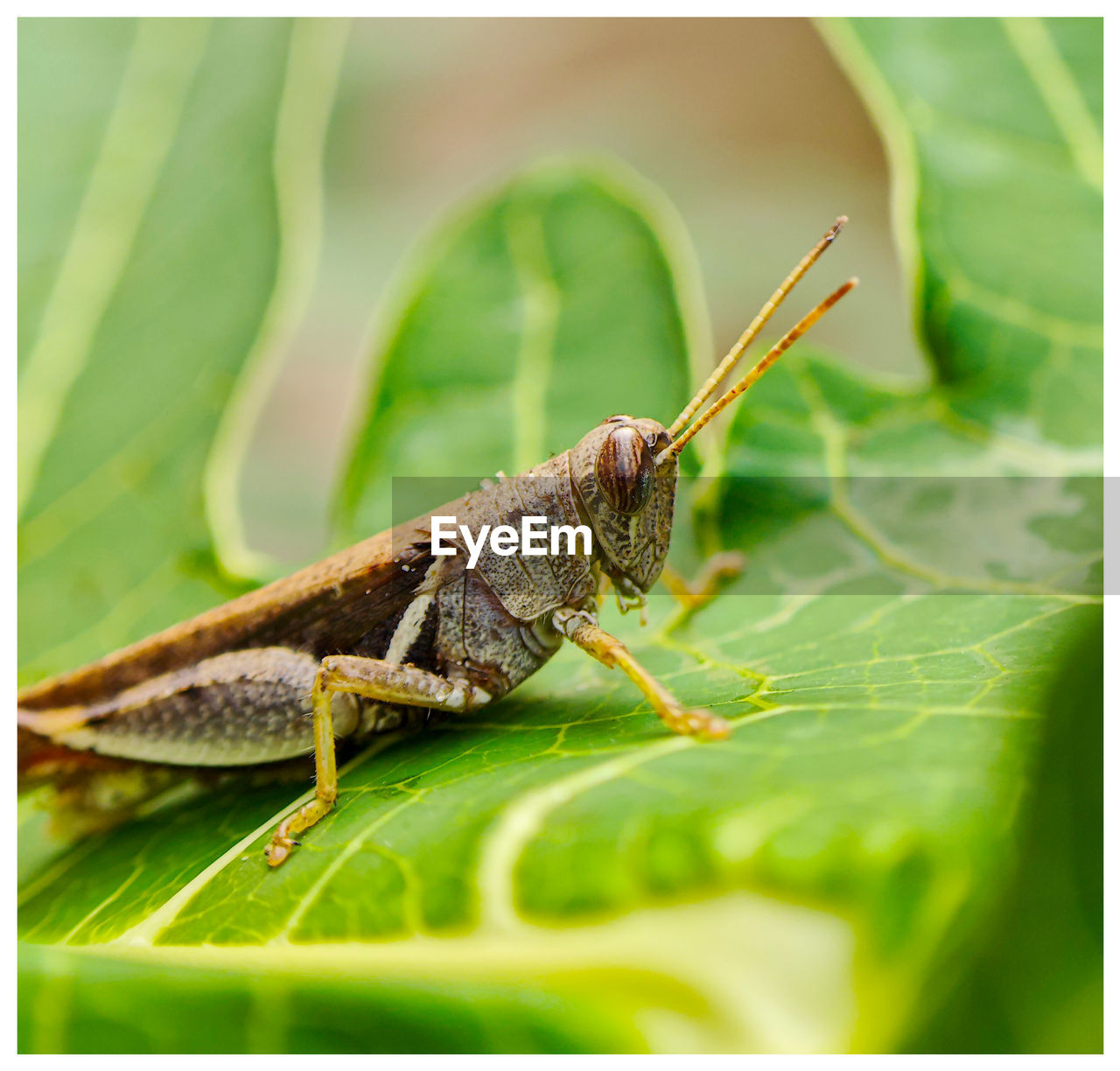 close-up of grasshopper on grass
