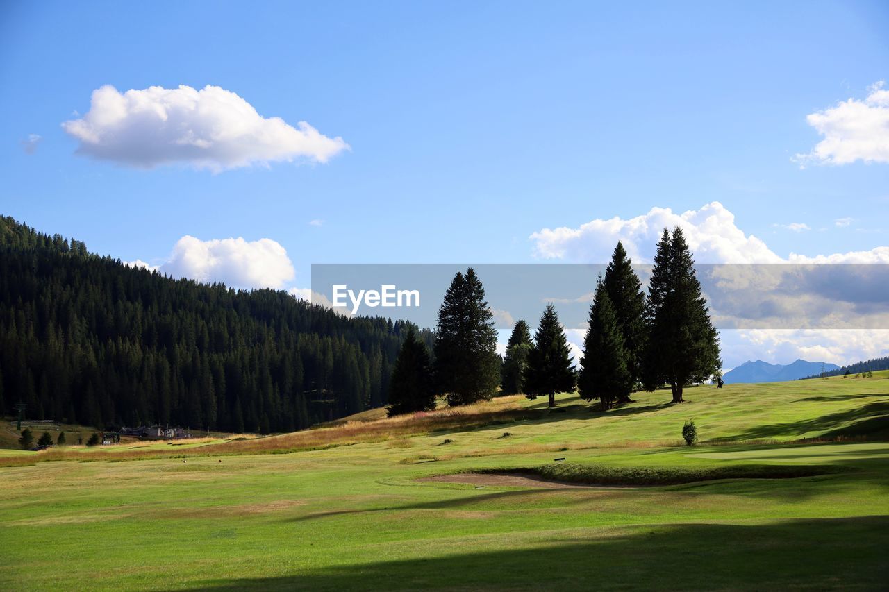 plant, tree, sky, scenics - nature, grass, mountain, environment, landscape, green, activity, cloud, beauty in nature, grassland, mountain range, nature, land, meadow, golf course, forest, golf, tranquil scene, pine tree, sport venue, leisure activity, coniferous tree, no people, tranquility, sports, pine woodland, pinaceae, green - golf course, non-urban scene, blue, day, woodland, sunlight, travel destinations, outdoors, golf club, idyllic, summer, field, pasture