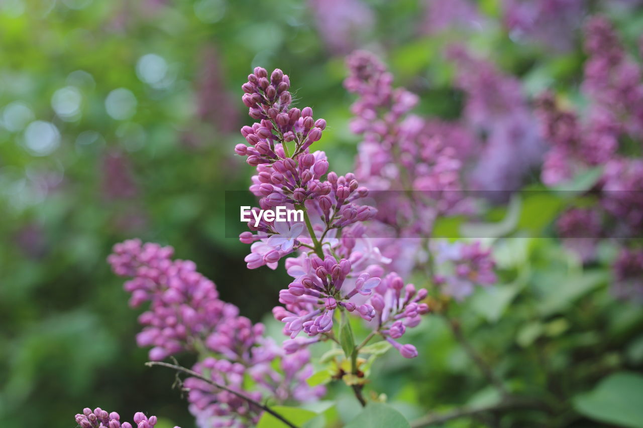 close-up of pink flowering plants