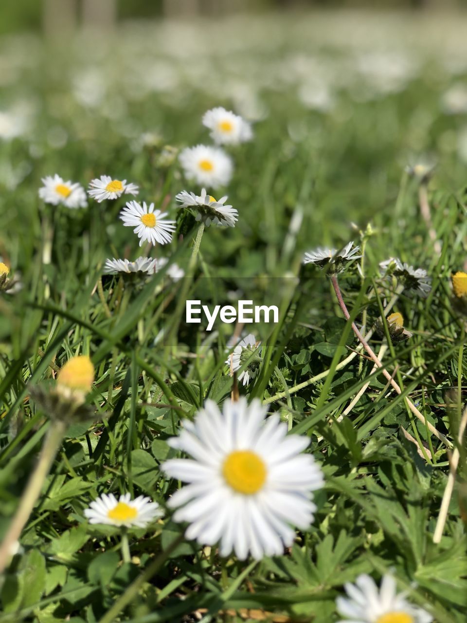 Close-up of white daisy flowers on field