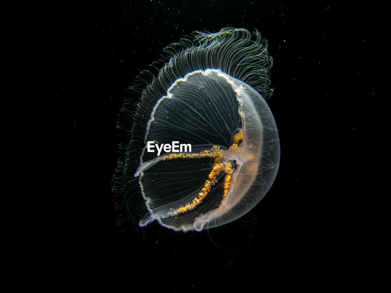 close-up of jellyfish in water