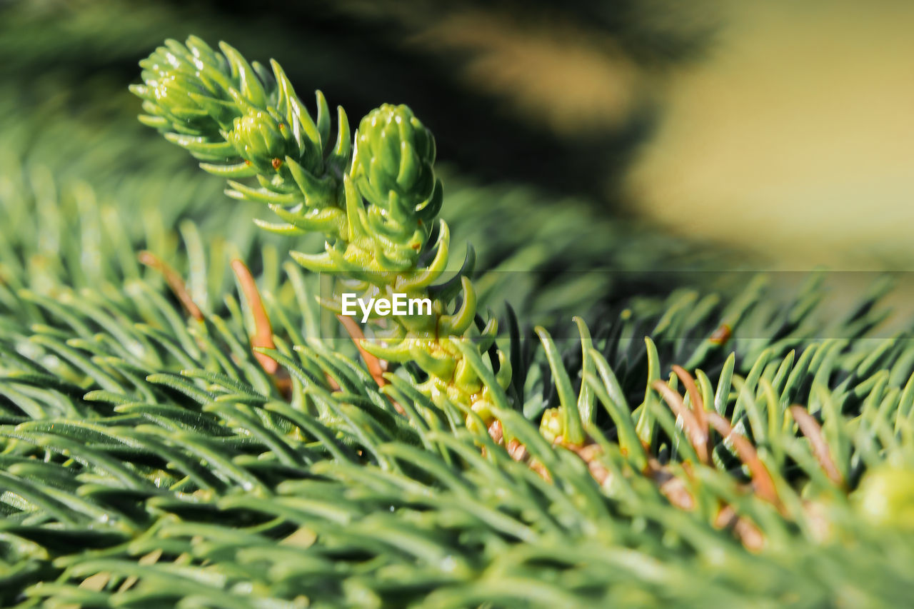 Close-up of green leaves