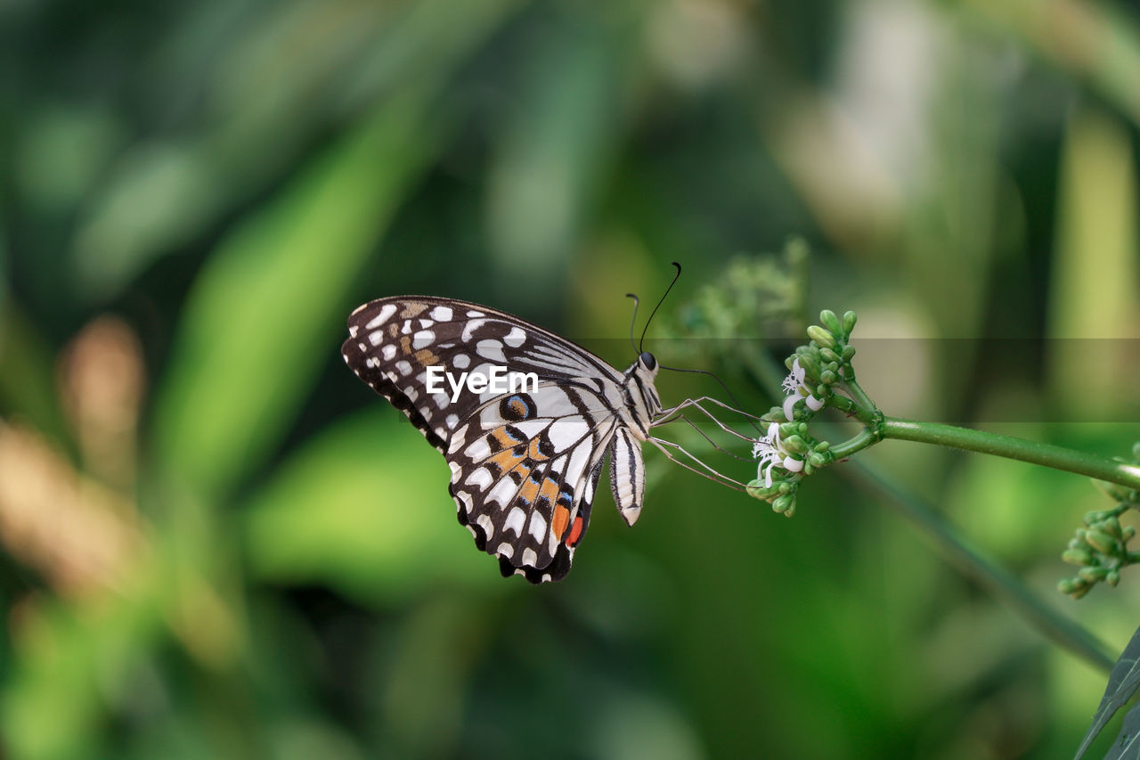 Close-up of butterfly pollinating flower