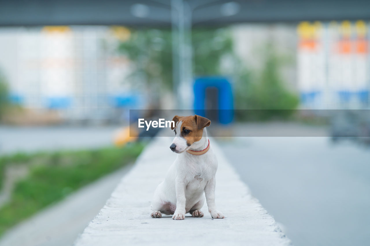 SMALL DOG SITTING ON FOOTPATH