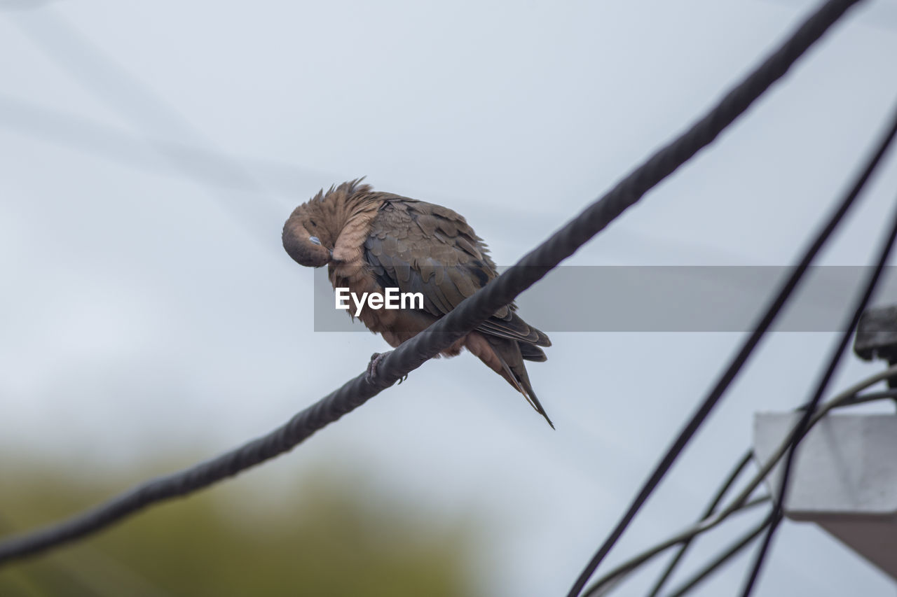 Low angle view of bird perching on branch against sky