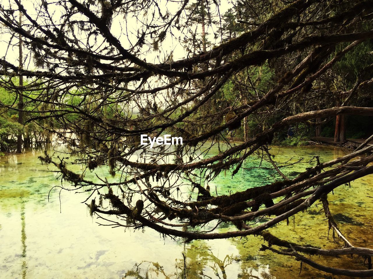 TREES GROWING ON BRANCH