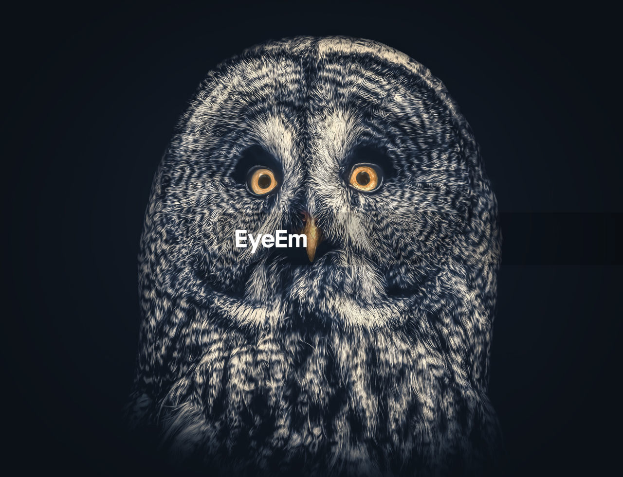 Portrait of owl against black background