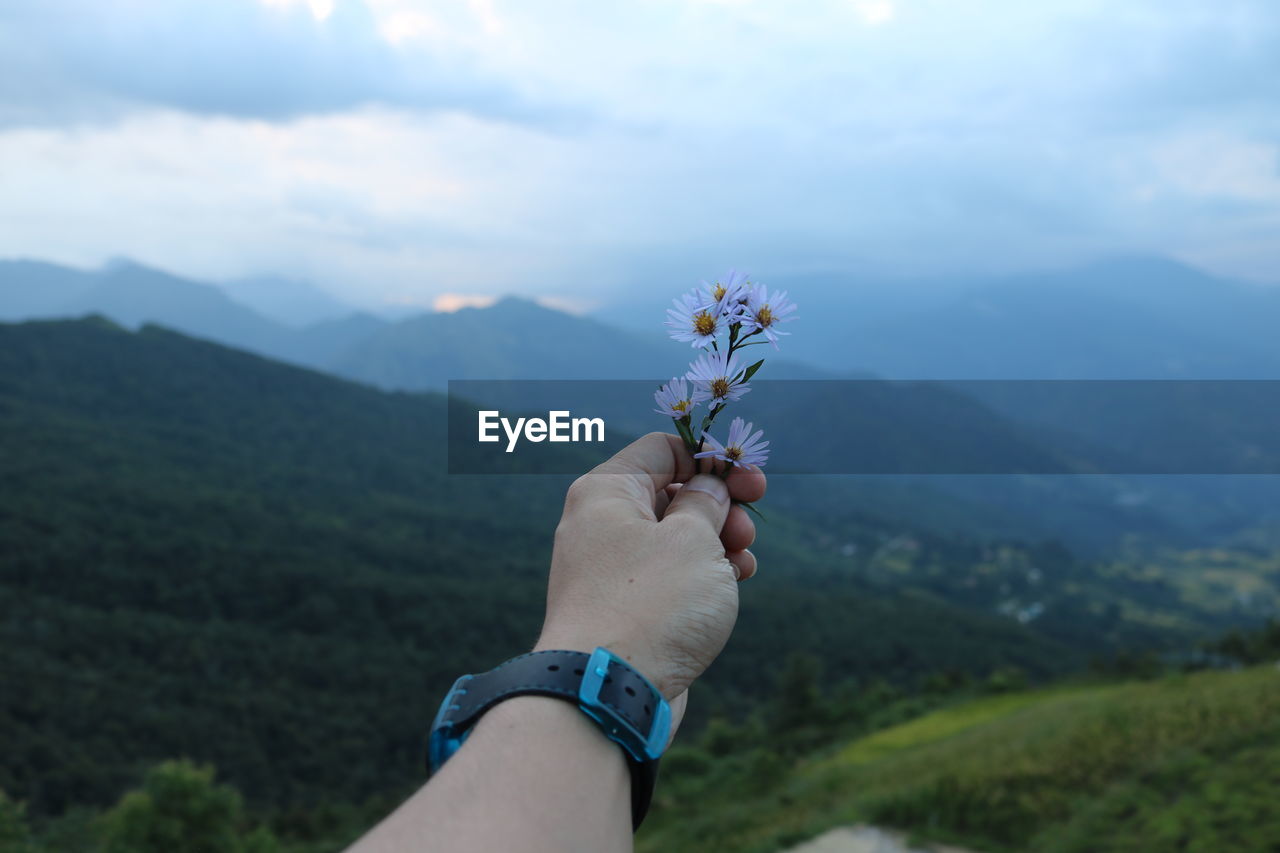 Cropped hand of person holding flowers against mountain