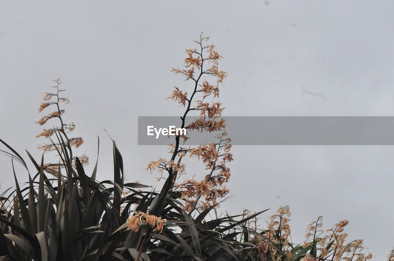 CLOSE-UP OF PLANT AGAINST SKY