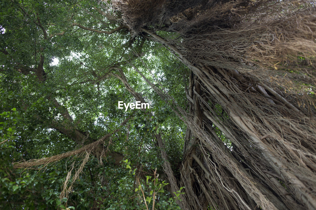 LOW ANGLE VIEW OF LEAVES ON TREE AGAINST SKY