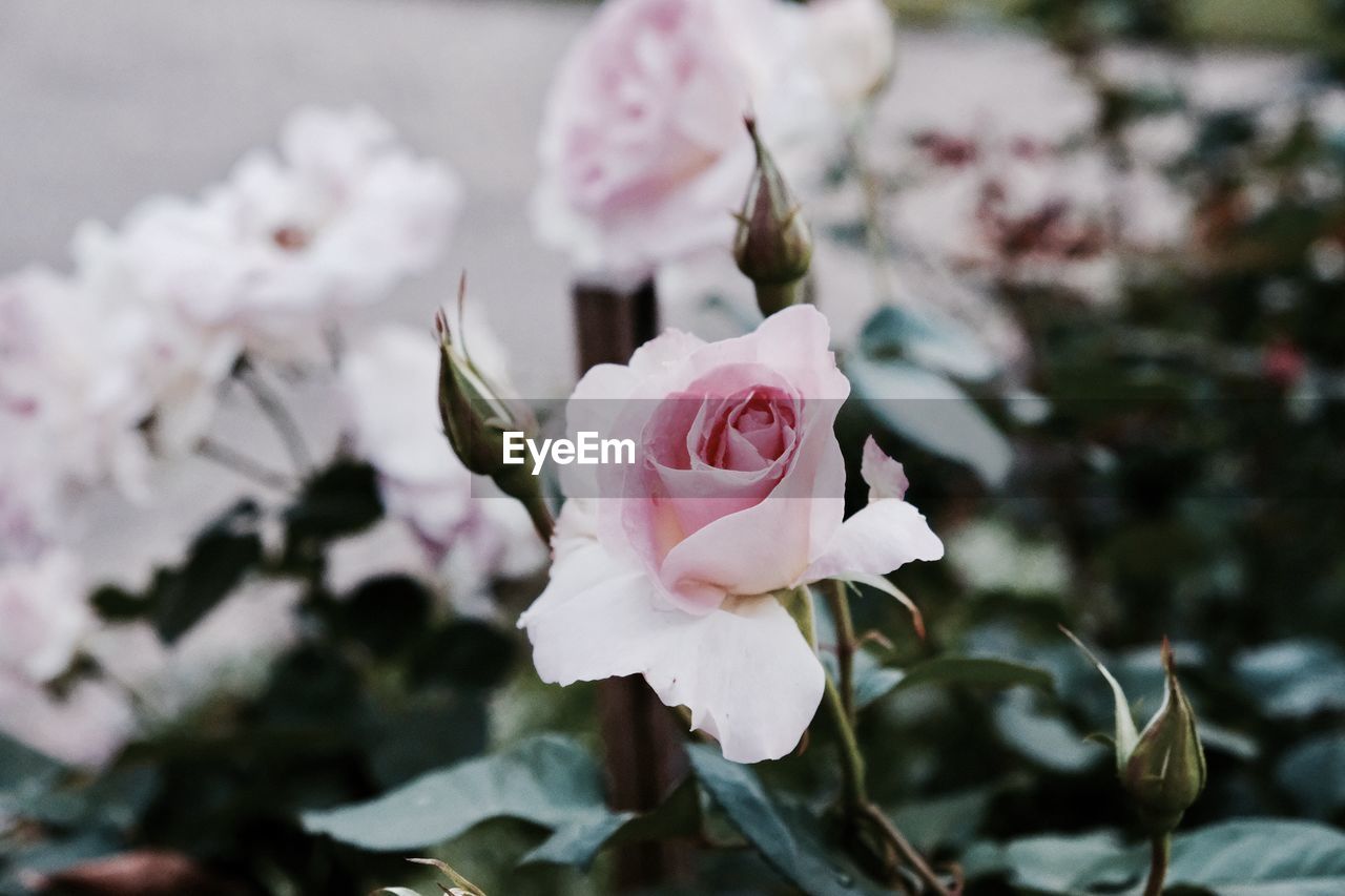 Close-up of rose blooming outdoors