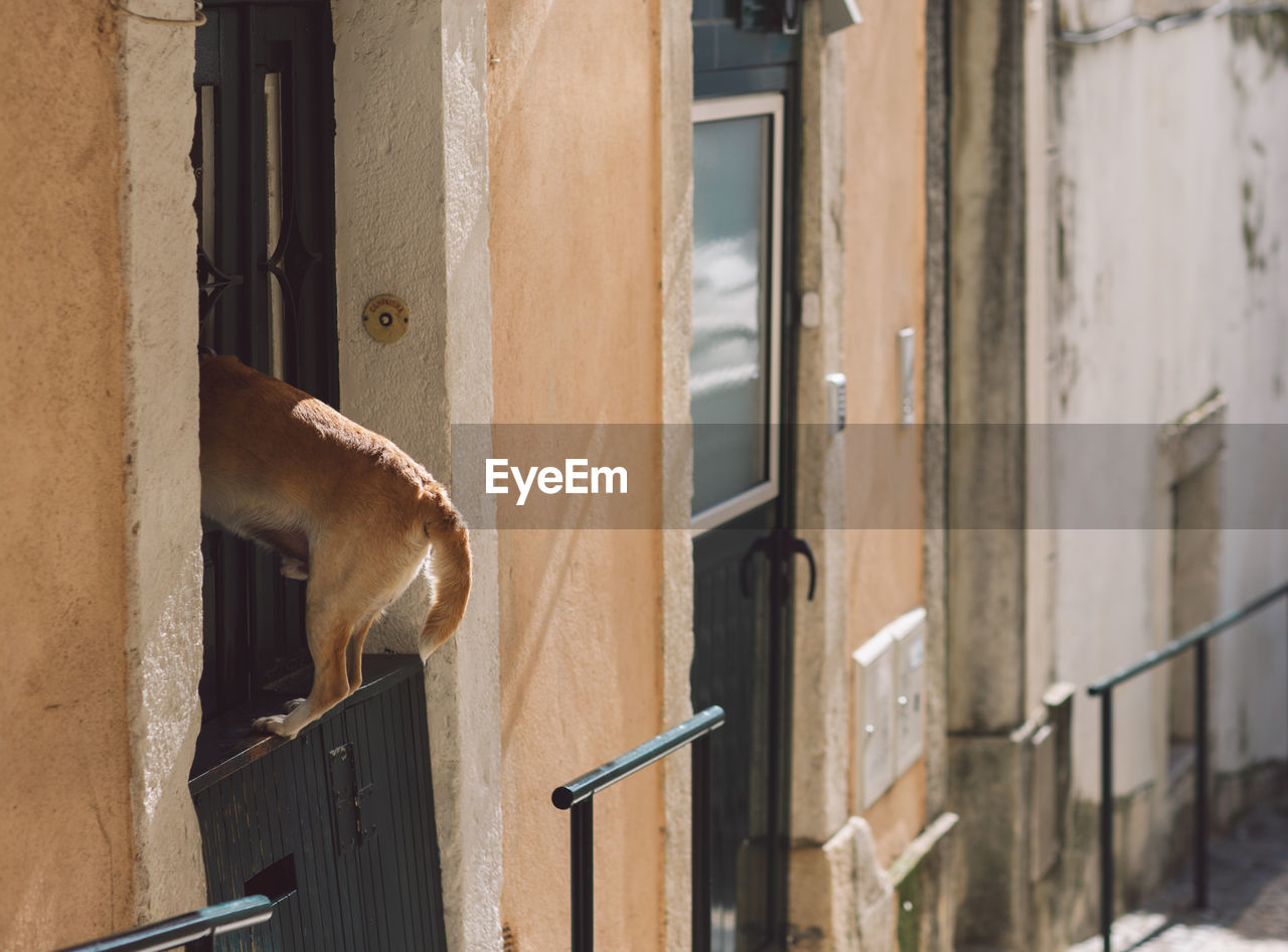 Dog looking through building window