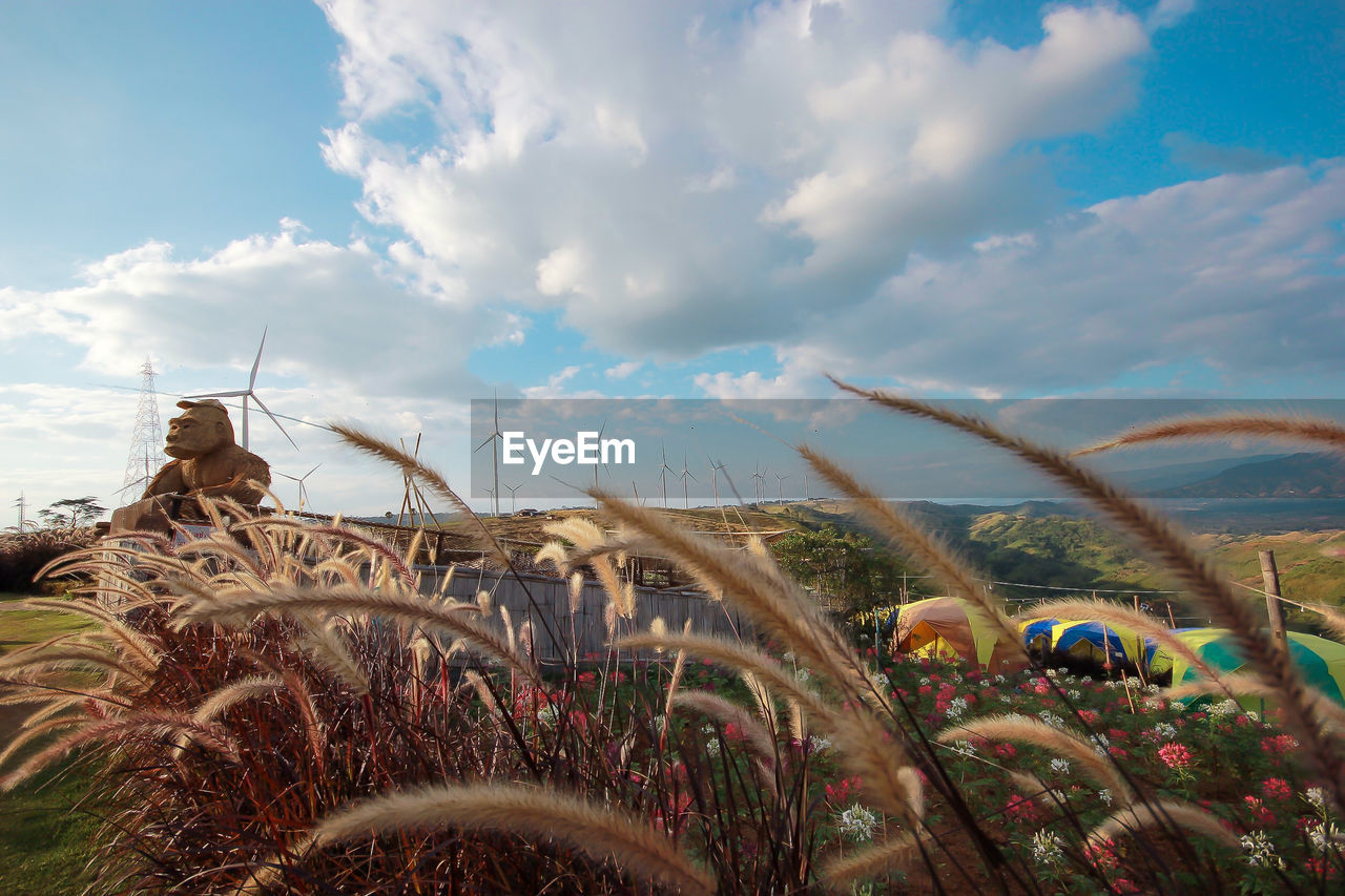 Low angle view of plants on field against sky