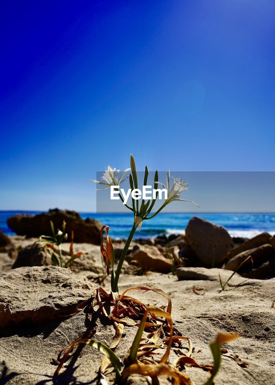 nature, sky, sea, land, blue, plant, beauty in nature, no people, landscape, scenics - nature, clear sky, sunlight, rock, water, day, flower, tranquility, coast, environment, beach, outdoors, shore, desert, ocean, sand, succulent plant, sunny, tranquil scene, cactus, natural environment, tree, travel destinations