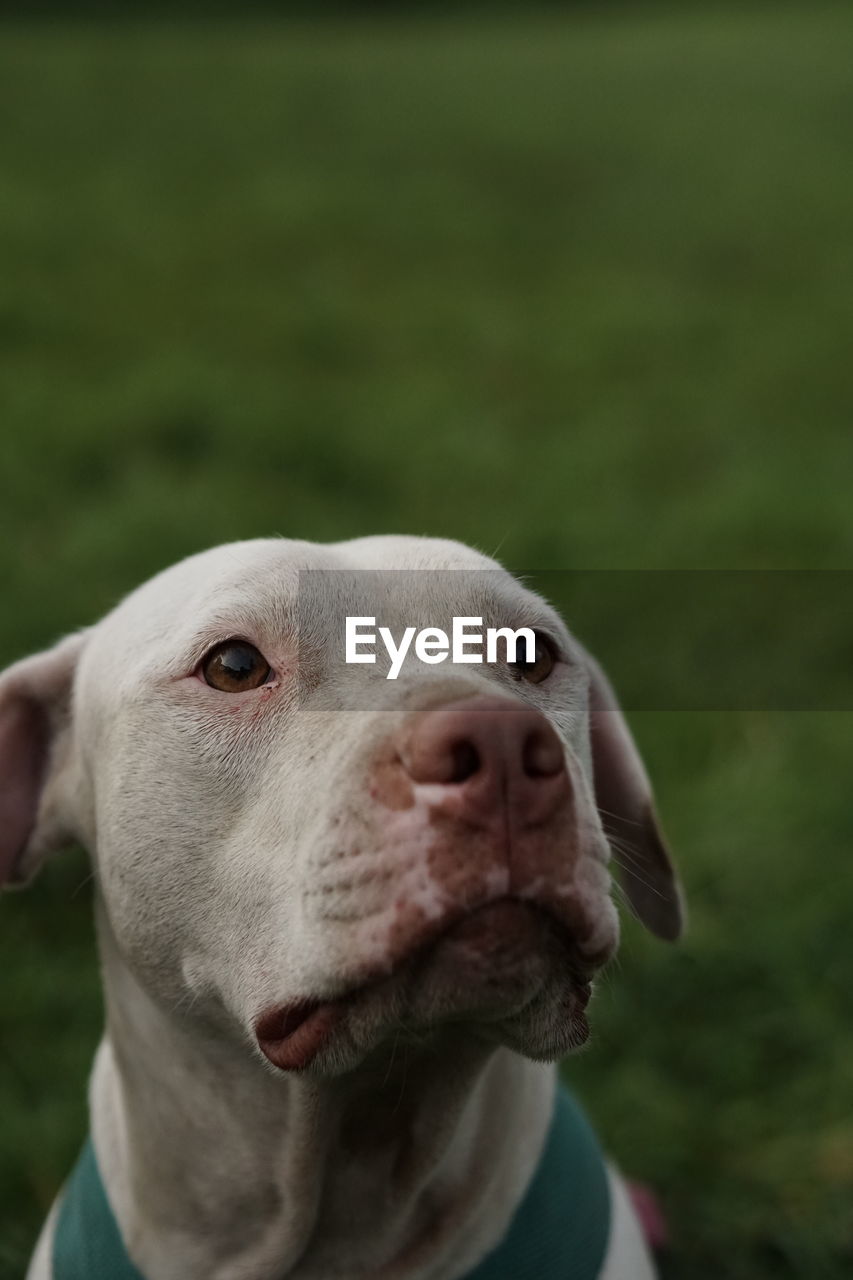 Close-up of a dog looking away