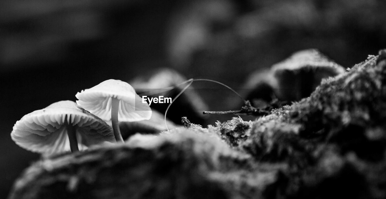 black and white, plant, nature, close-up, macro photography, growth, monochrome photography, flower, leaf, monochrome, selective focus, beauty in nature, mushroom, no people, fungus, black, freshness, vegetable, darkness, white, fragility, tree, food, outdoors, day, focus on foreground, land, forest