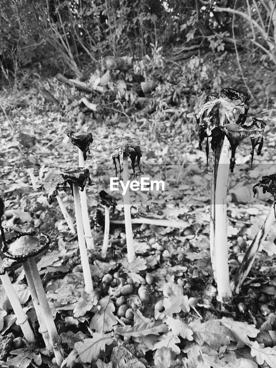 black and white, day, plant, nature, land, high angle view, monochrome photography, field, no people, plant part, leaf, monochrome, outdoors, growth, abandoned, tree, grass, dry, damaged