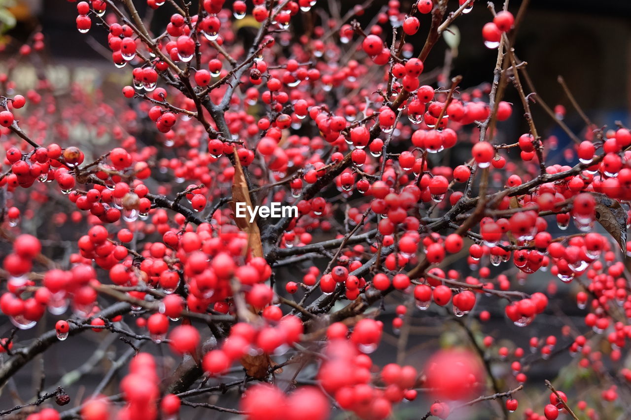 Close-up of berries on tree