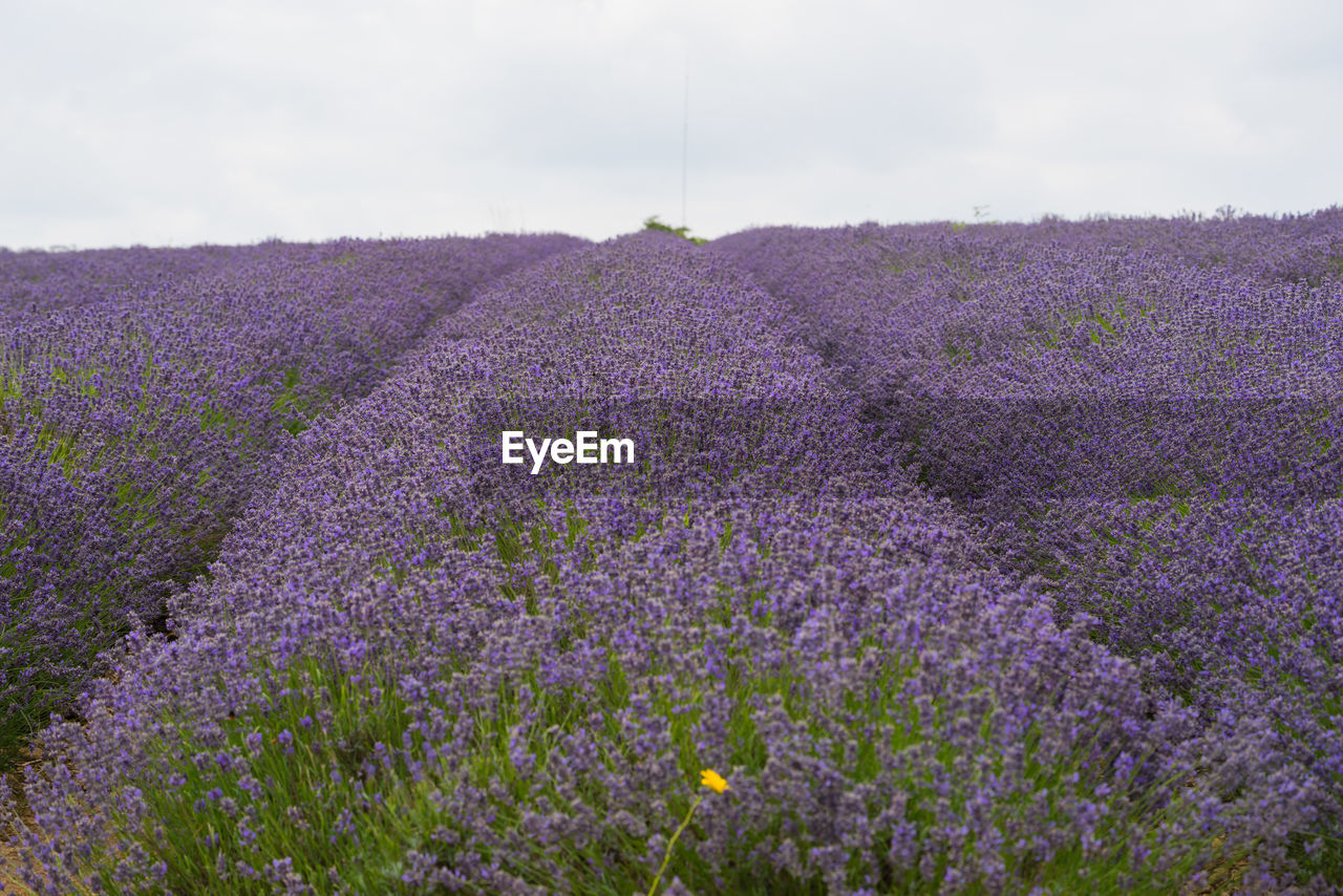 PURPLE FLOWERS ON FIELD