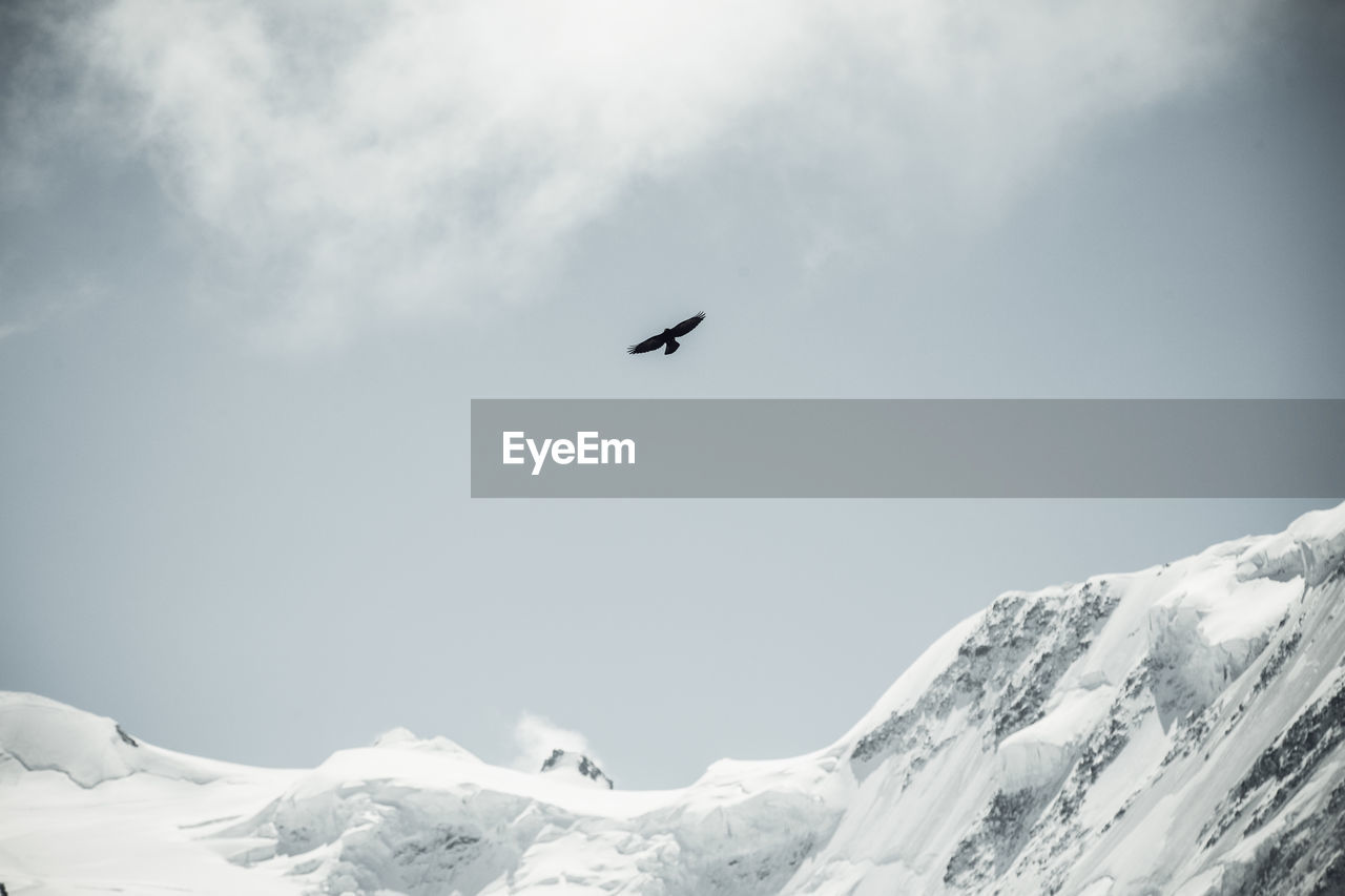 Black crows flying over mountain peaks