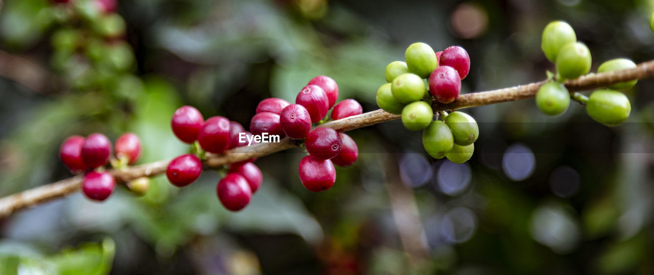 CLOSE-UP OF CHERRIES GROWING ON PLANT