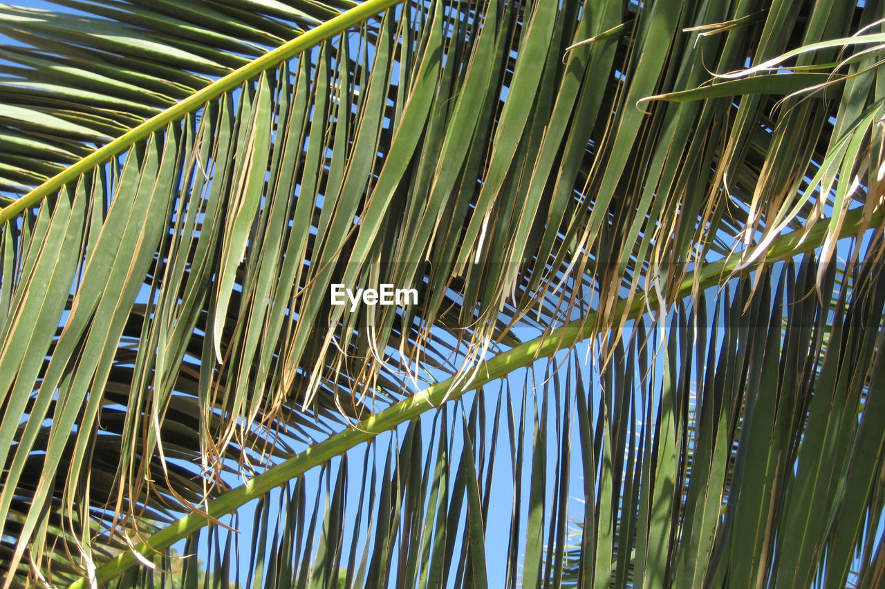 Low angle view of palm tree leaves