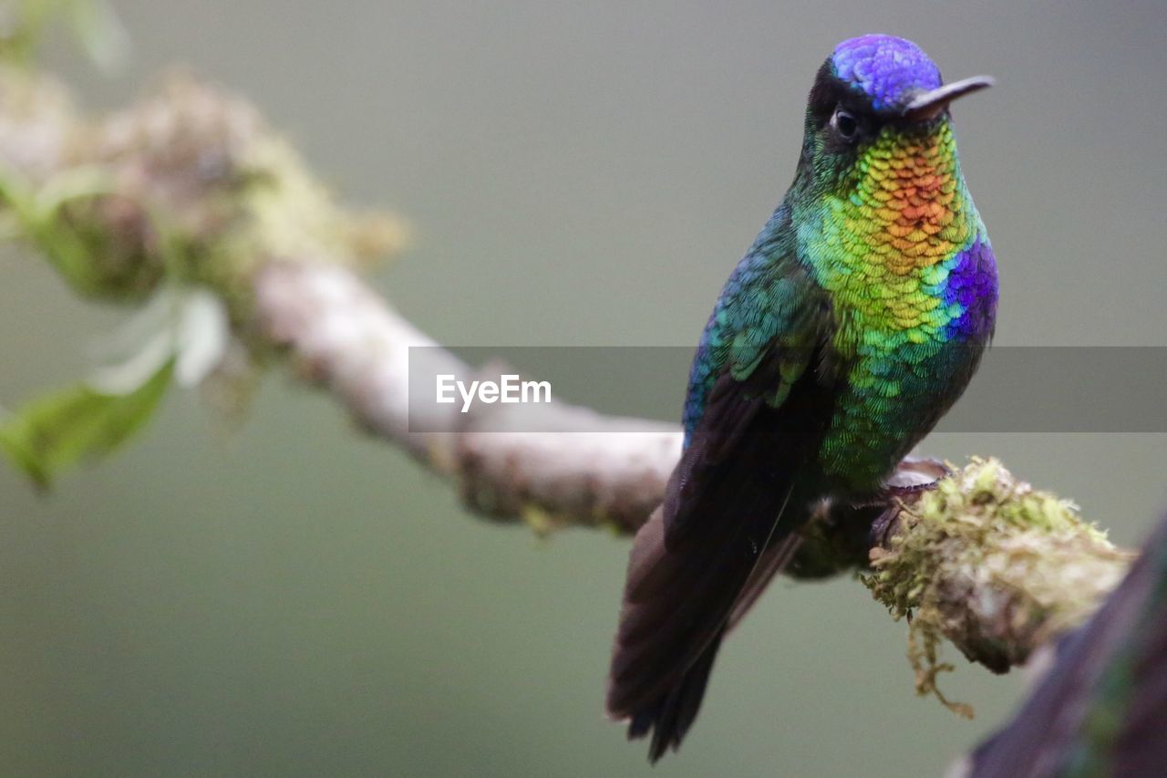 CLOSE-UP OF PARROT PERCHING ON TREE