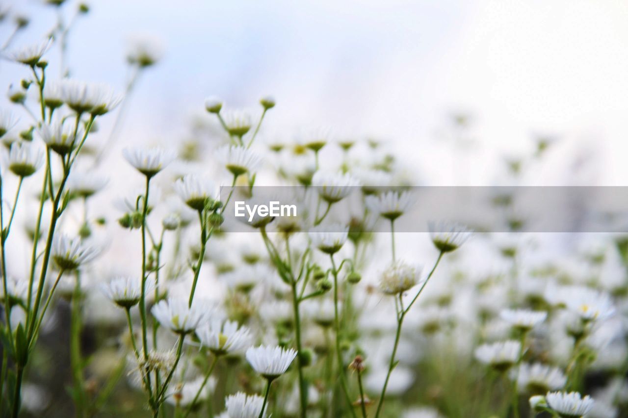 CLOSE-UP OF WHITE FLOWERING PLANT LEAVES