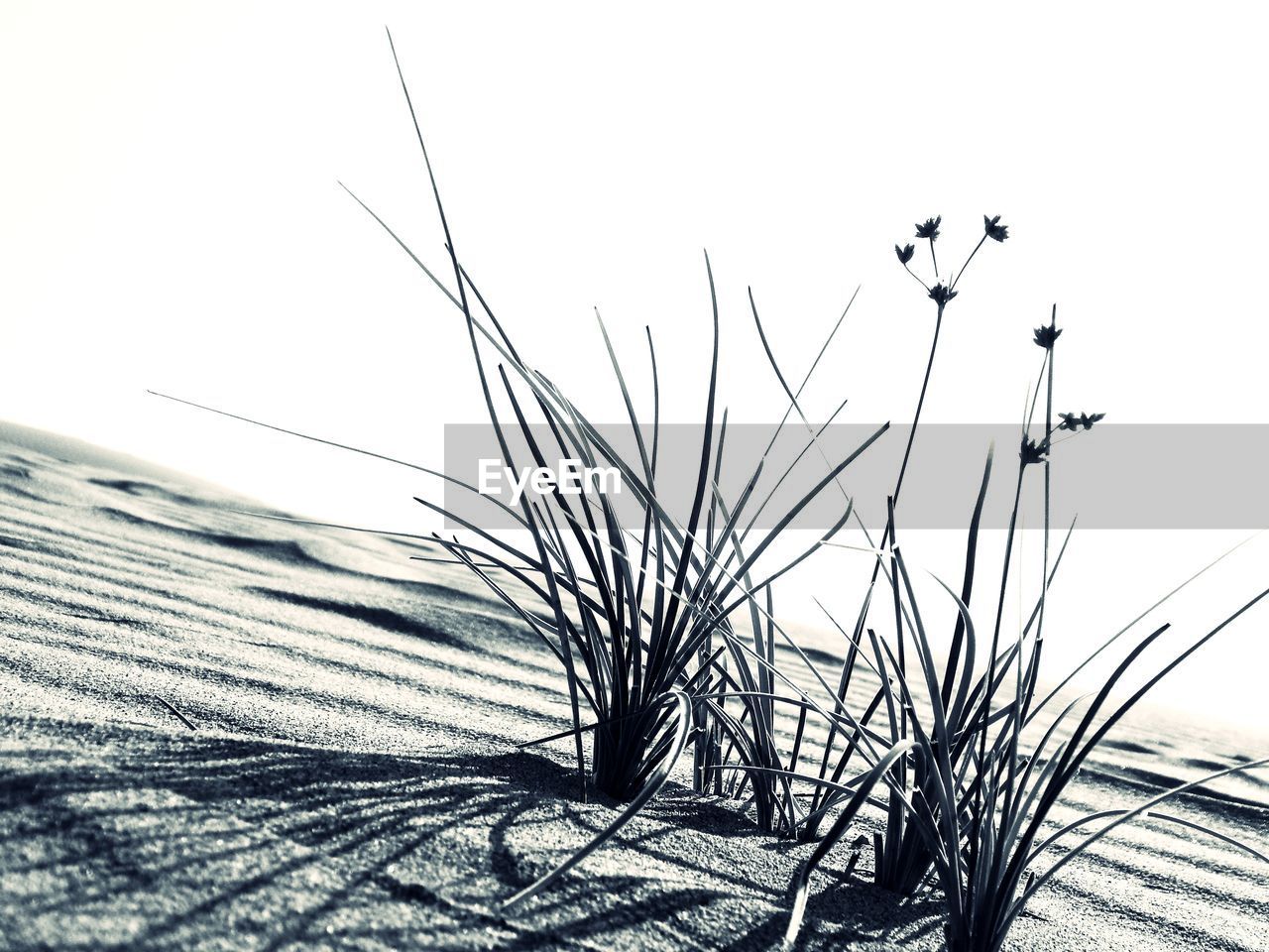 CLOSE-UP OF GRASS ON FIELD AGAINST SKY