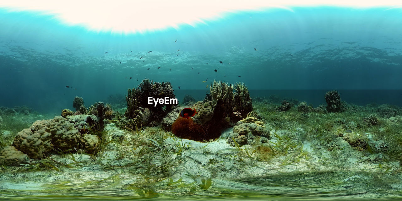 The underwater world of coral reef with fishes at diving. philippines. 360 panorama vr