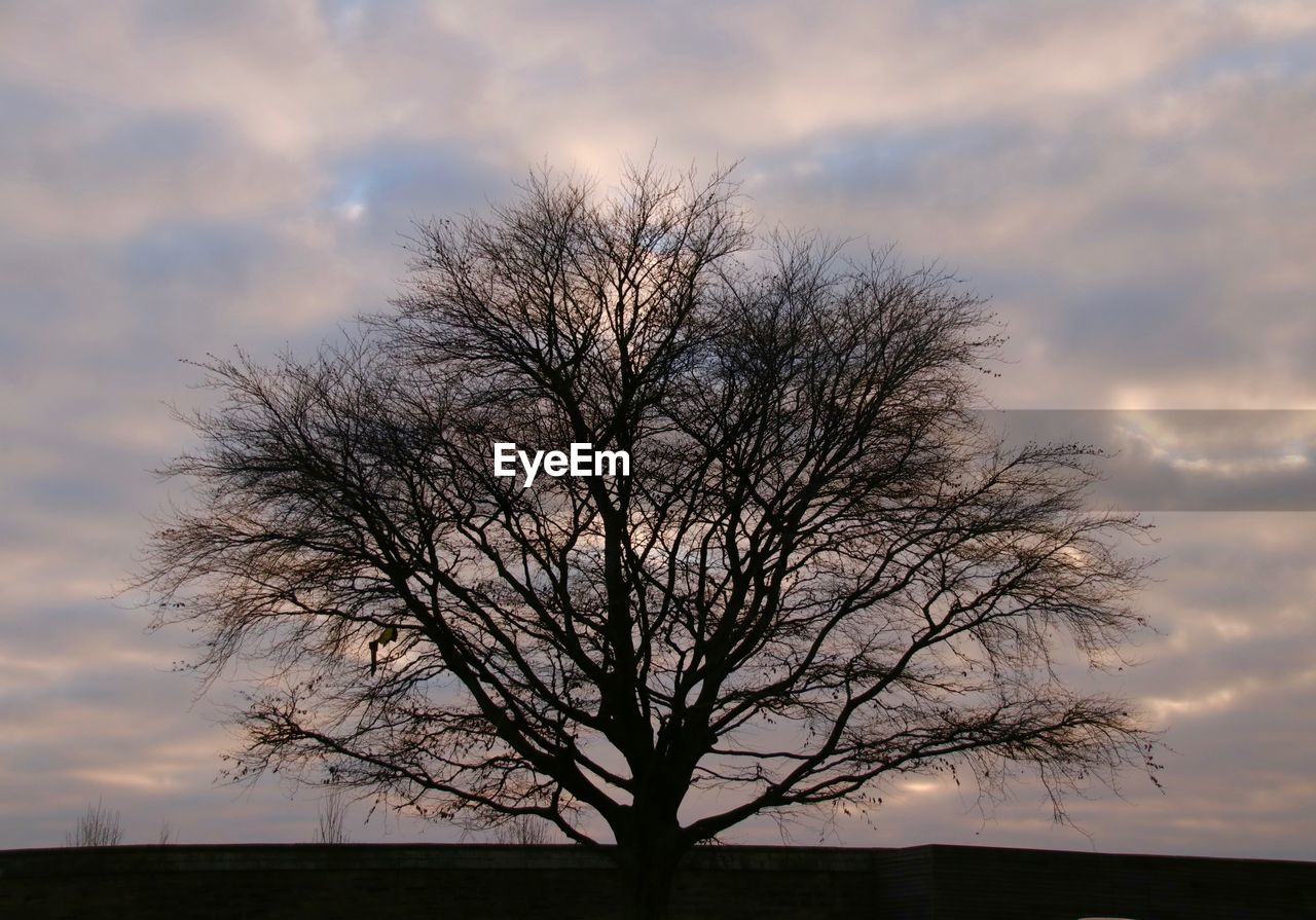 SILHOUETTE BARE TREE AGAINST SKY AT DUSK