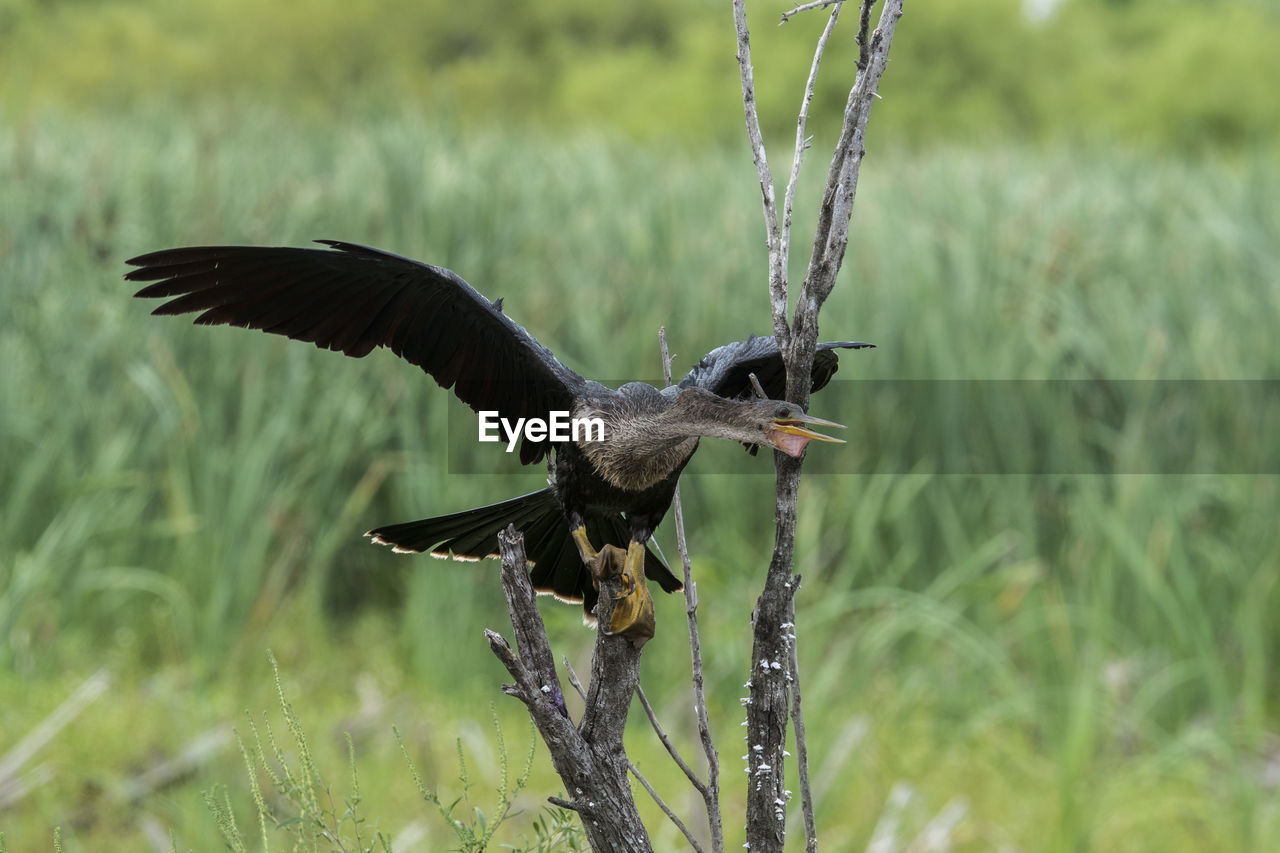 CLOSE-UP OF EAGLE FLYING OVER GRASS