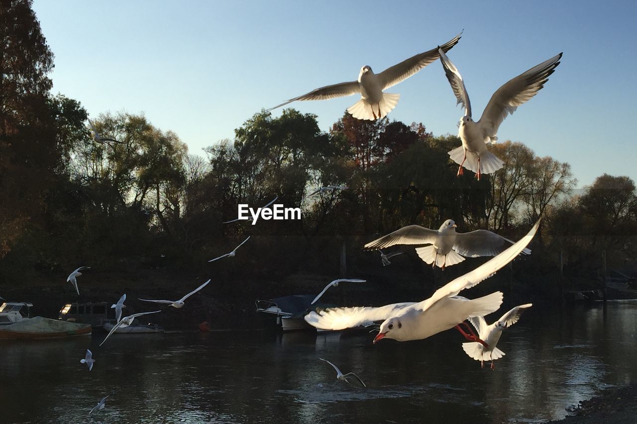 Seagulls flying over lake against sky