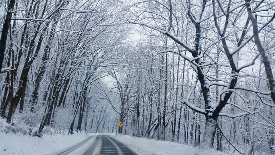 SNOW COVERED ROAD ALONG TREES