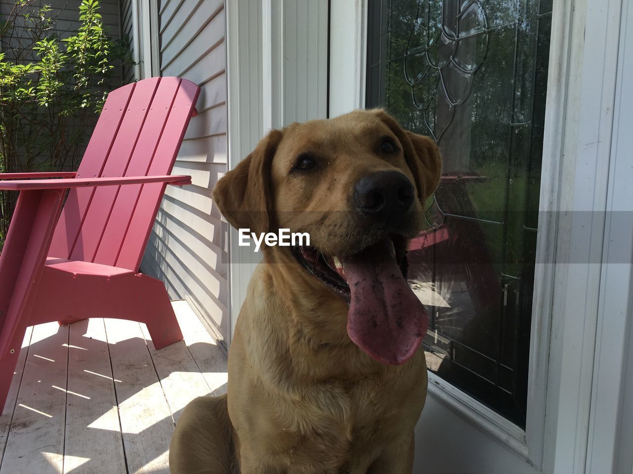 PORTRAIT OF DOG SITTING ON WINDOW