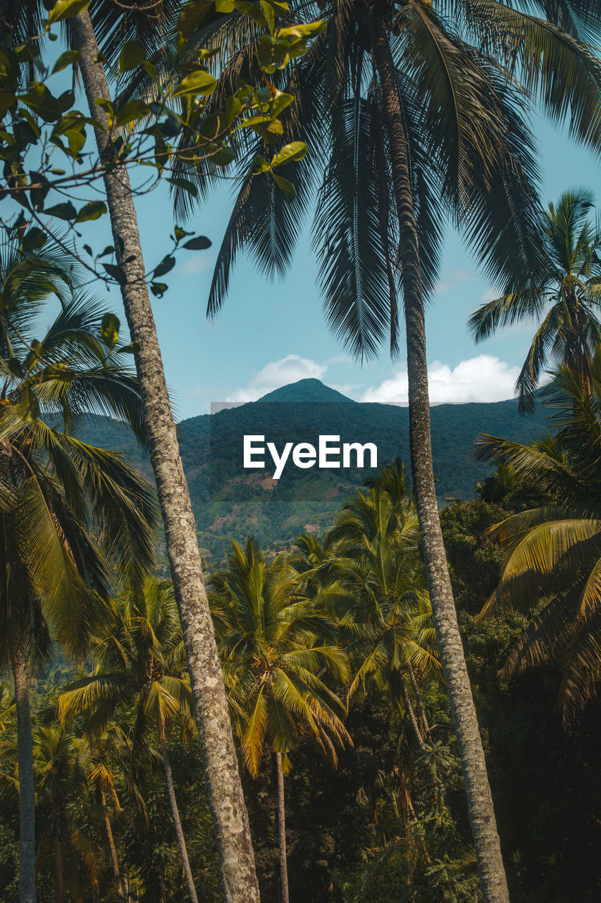 tree, palm tree, tropical climate, plant, tropics, beauty in nature, land, nature, scenics - nature, environment, tranquility, sky, jungle, growth, mountain, landscape, tranquil scene, coconut palm tree, leaf, no people, tropical tree, travel destinations, water, idyllic, outdoors, travel, rainforest, forest, sea, flower, day, tree trunk, vegetation, trunk, non-urban scene, mountain range, natural environment, tourism, green, vacation, trip, sunlight, beach, palm leaf, holiday