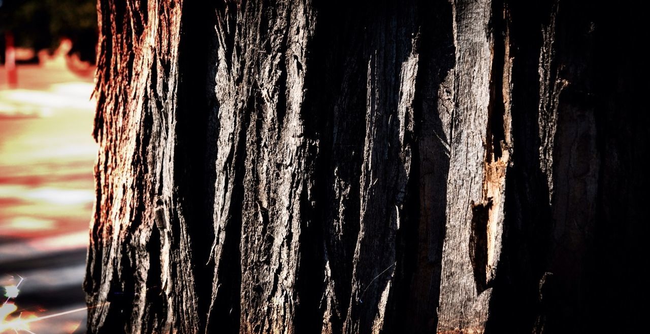 CLOSE-UP OF TREE TRUNK ON WOOD