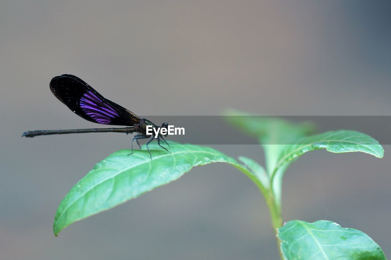 CLOSE-UP OF GRASSHOPPER