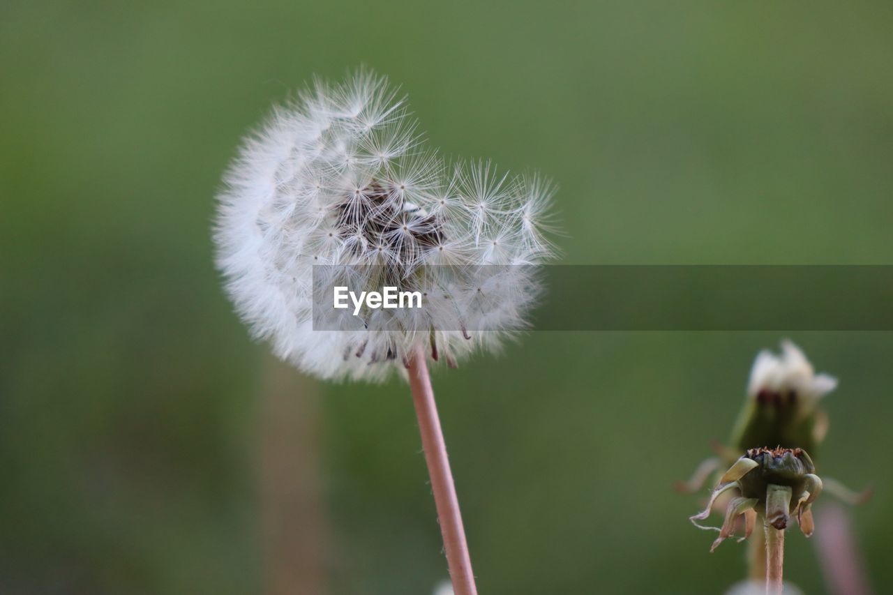 Close-up of dandelion flower