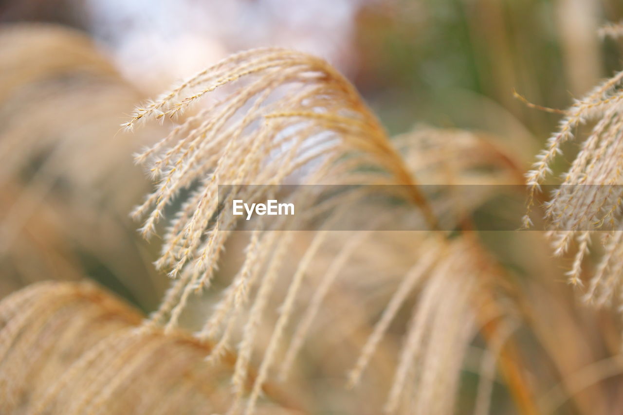 close-up, plant, grass, nature, food, macro photography, autumn, agriculture, leaf, crop, branch, selective focus, growth, frost, no people, cereal plant, landscape, rural scene, beauty in nature, flower, land, outdoors, environment, day, sunlight, tree, field, food and drink, focus on foreground, wheat, plant stem
