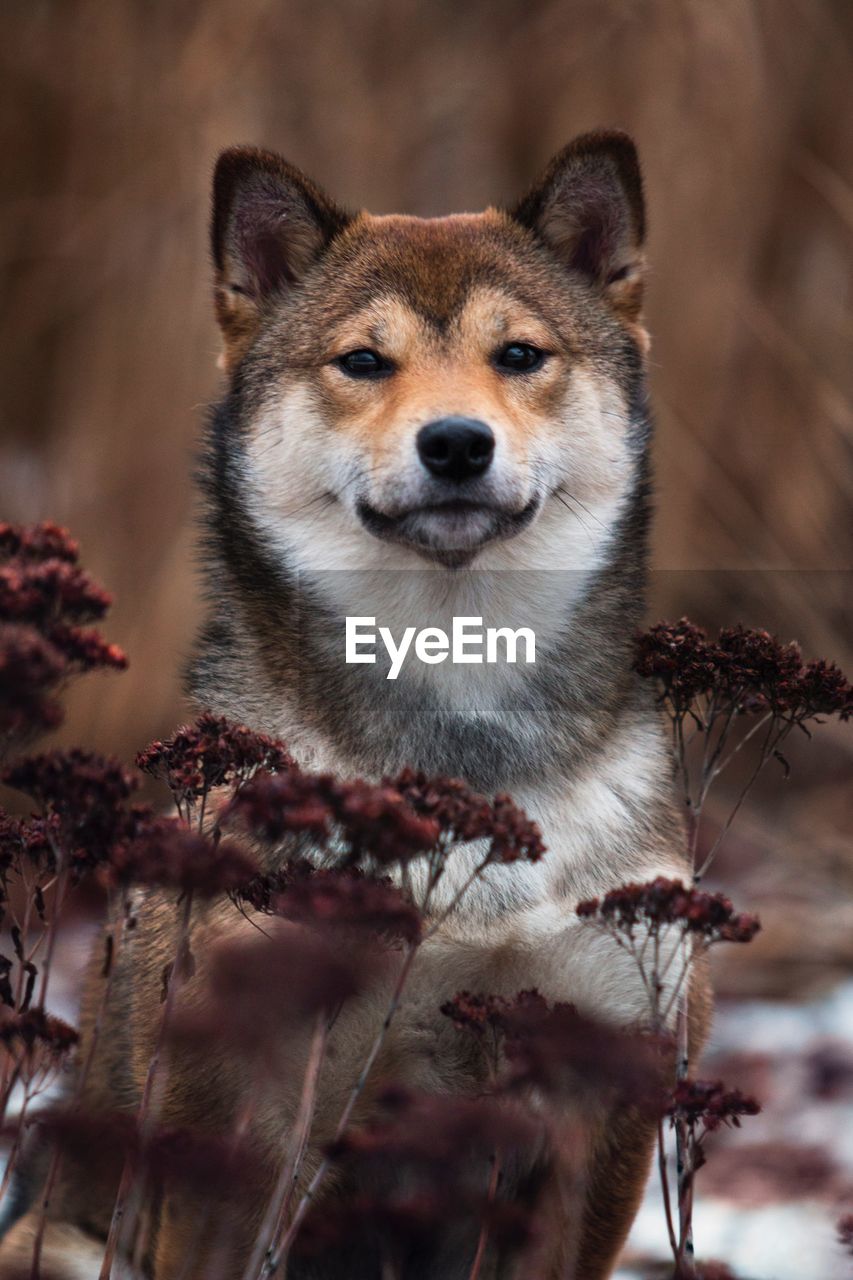 Portrait of dog by flowers