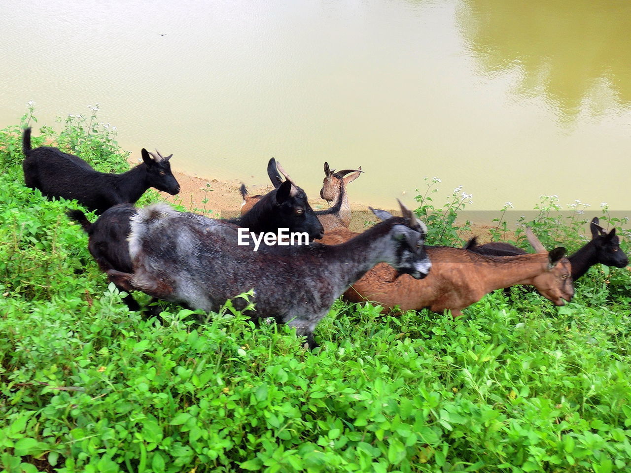 SHEEP IN GRASS