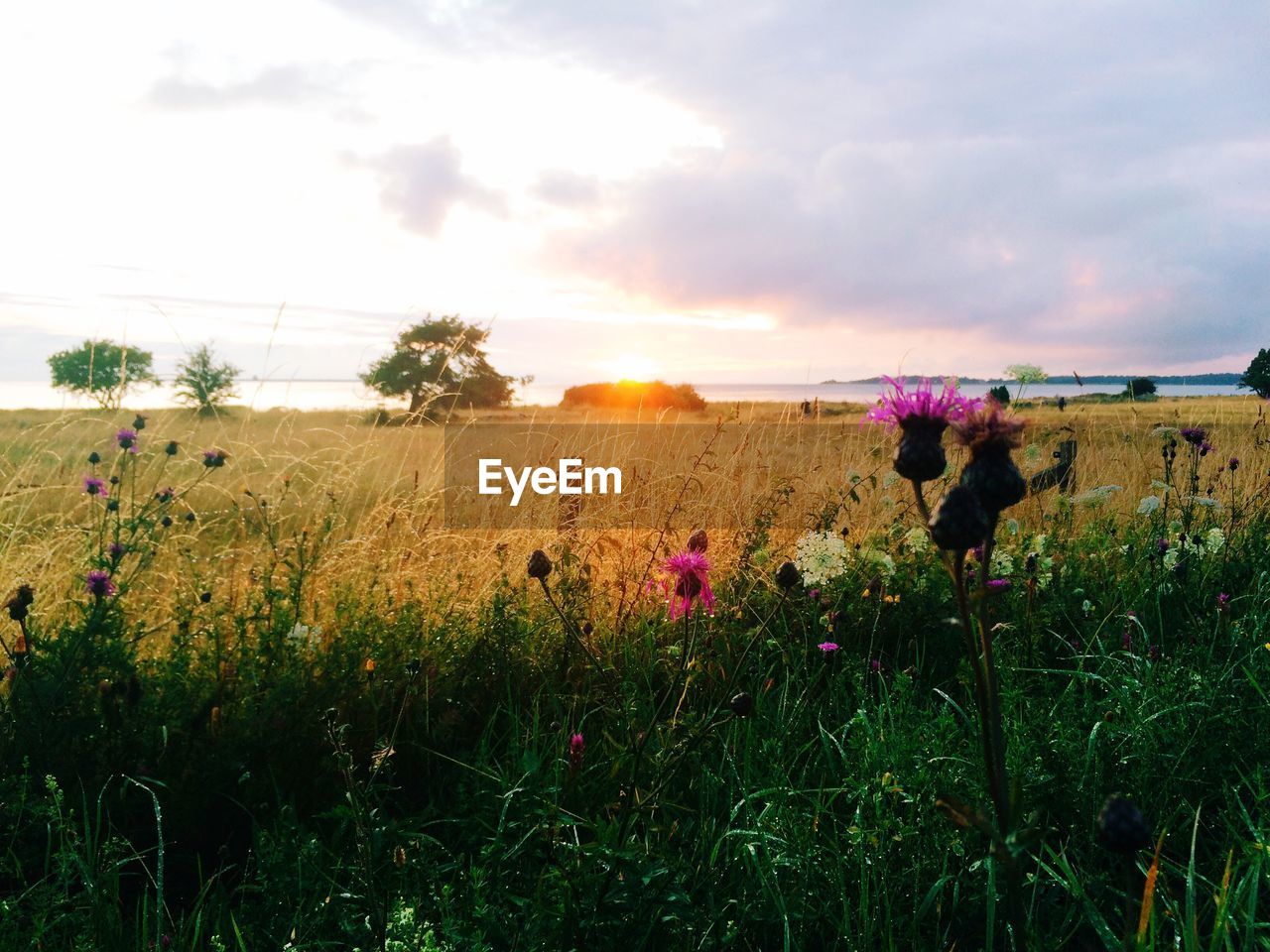 Scenic view of grassy field against sky at sunset