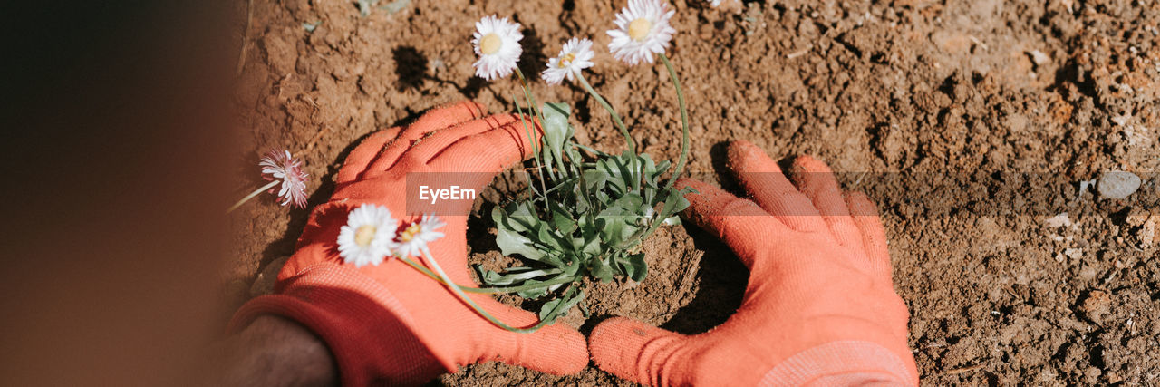 Male hands in red gloves young mature man gardener farmer plant daisy wildflowers on homestead