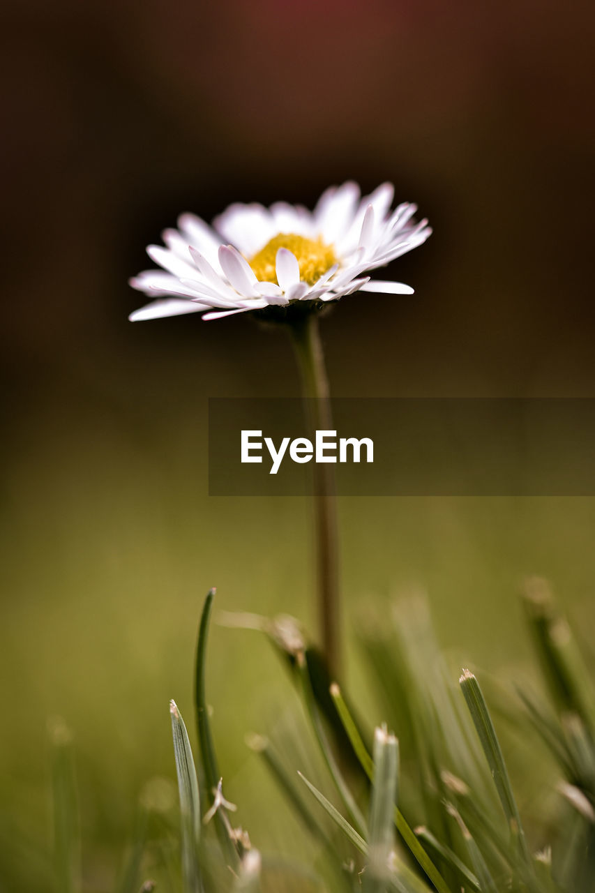 Close-up of white flower on field