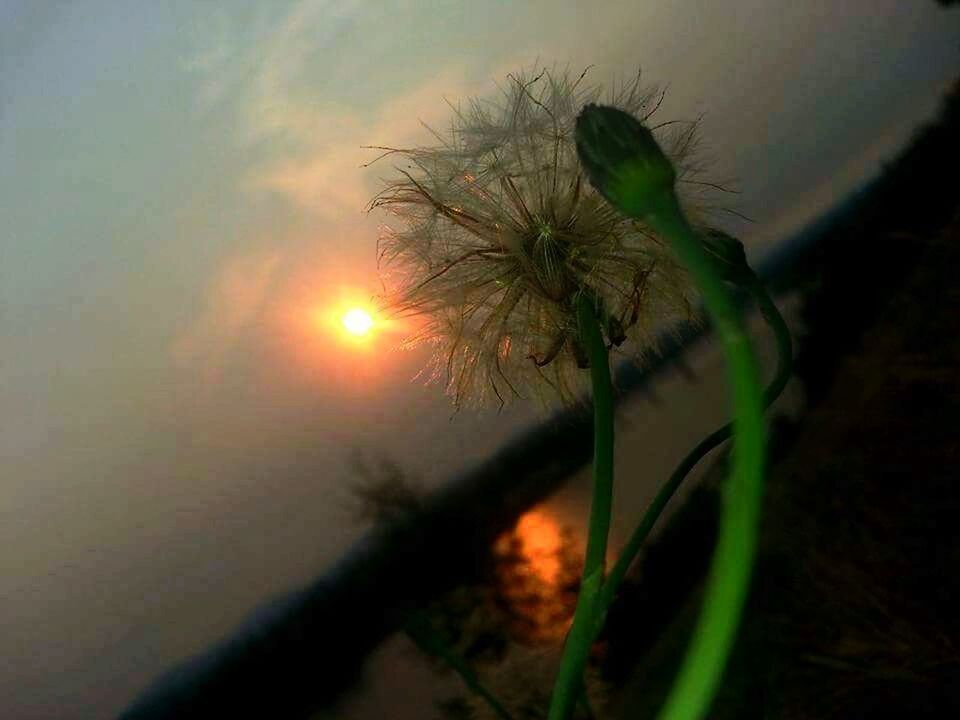 SUN SHINING THROUGH TREES