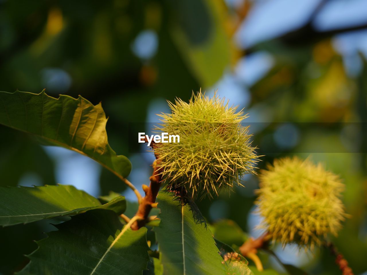 Close-up of green chestnut plant