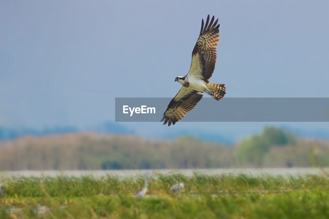 BIRD FLYING OVER THE FIELD