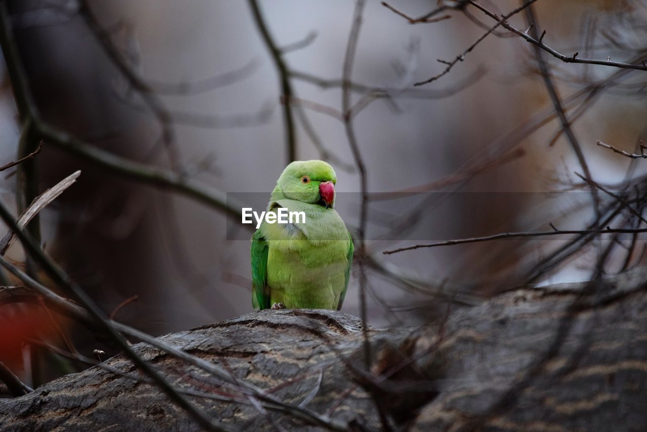 VIEW OF BIRD PERCHING ON BRANCH