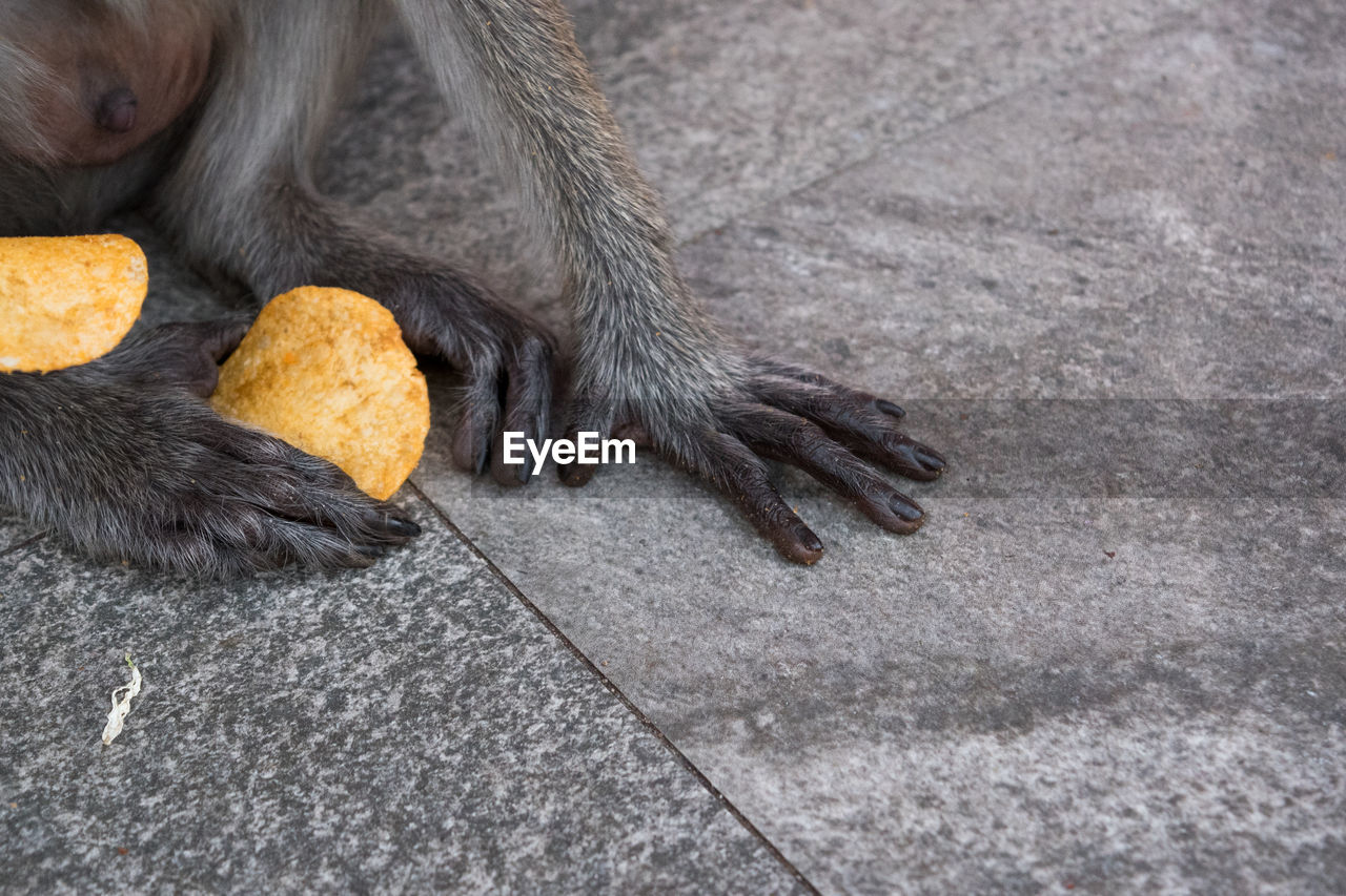 HIGH ANGLE VIEW OF A DOG ON THE FLOOR